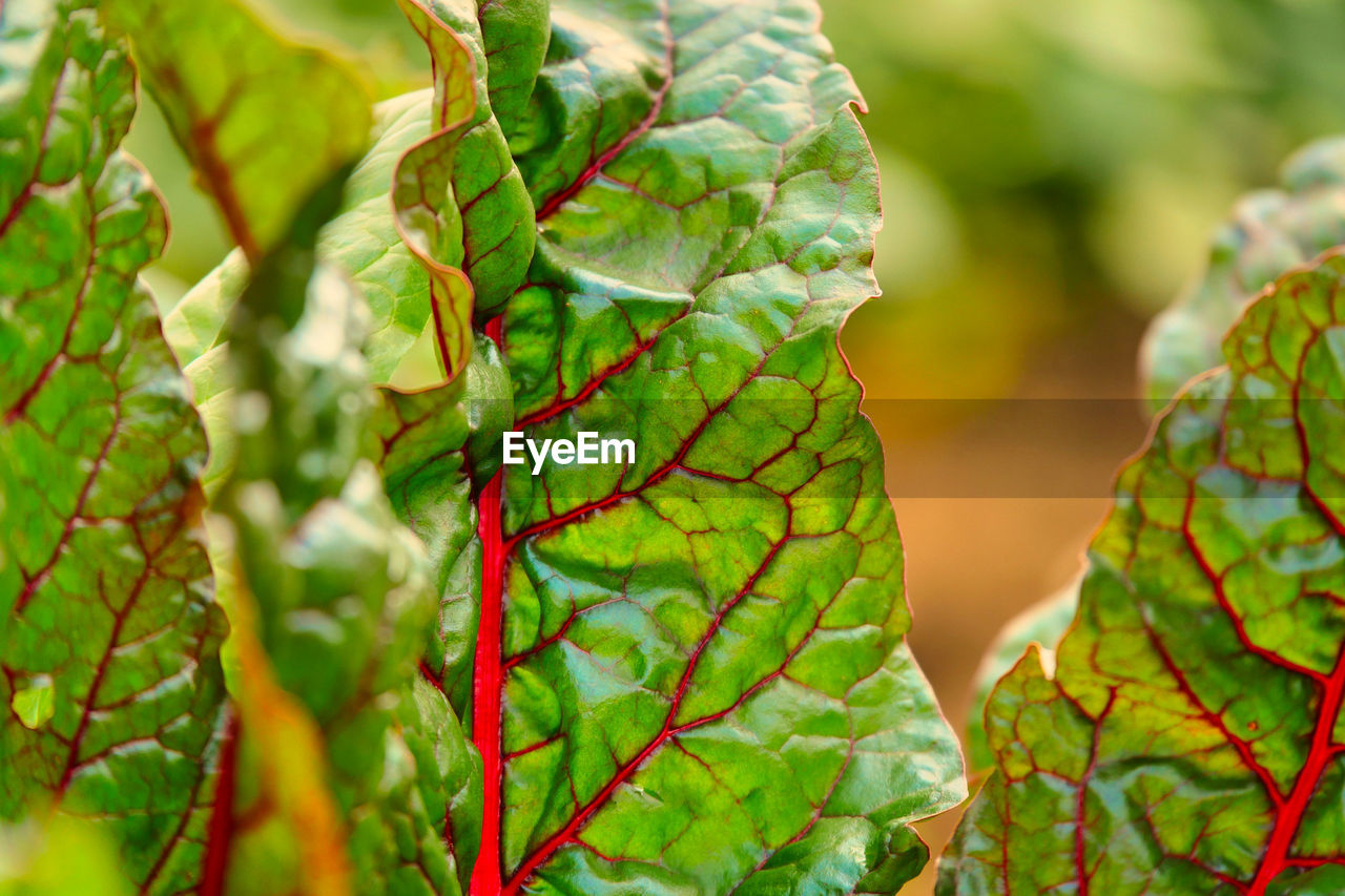 CLOSE-UP OF GREEN LEAVES