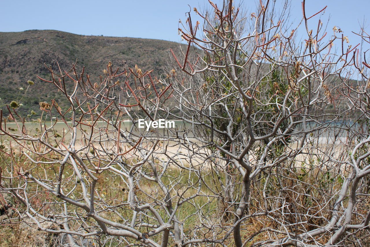 VIEW OF BARE TREES ON FIELD