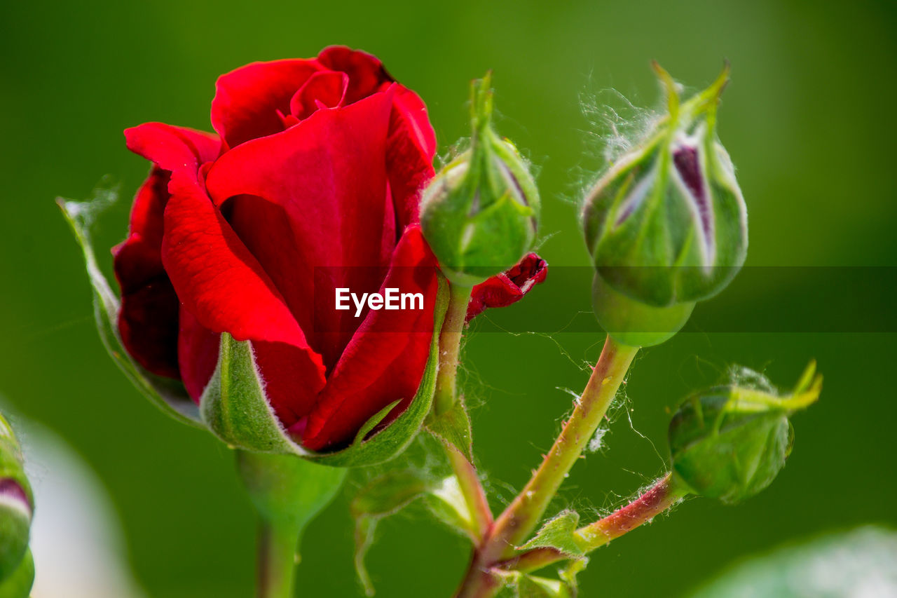 CLOSE-UP OF RED ROSE ON PLANT