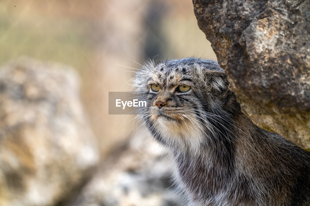 Close-up of a pallas cat observing surroundings