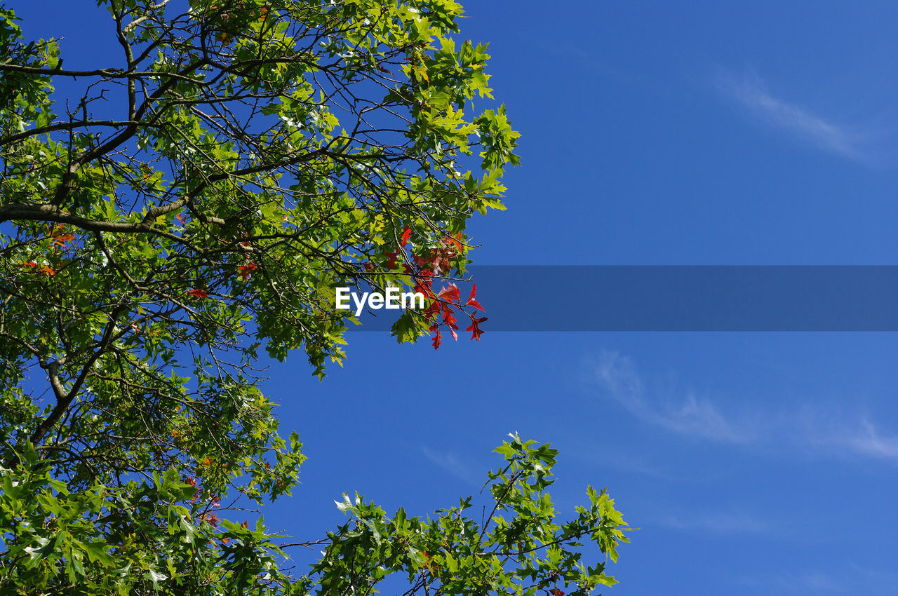 Low angle view of tree against blue sky