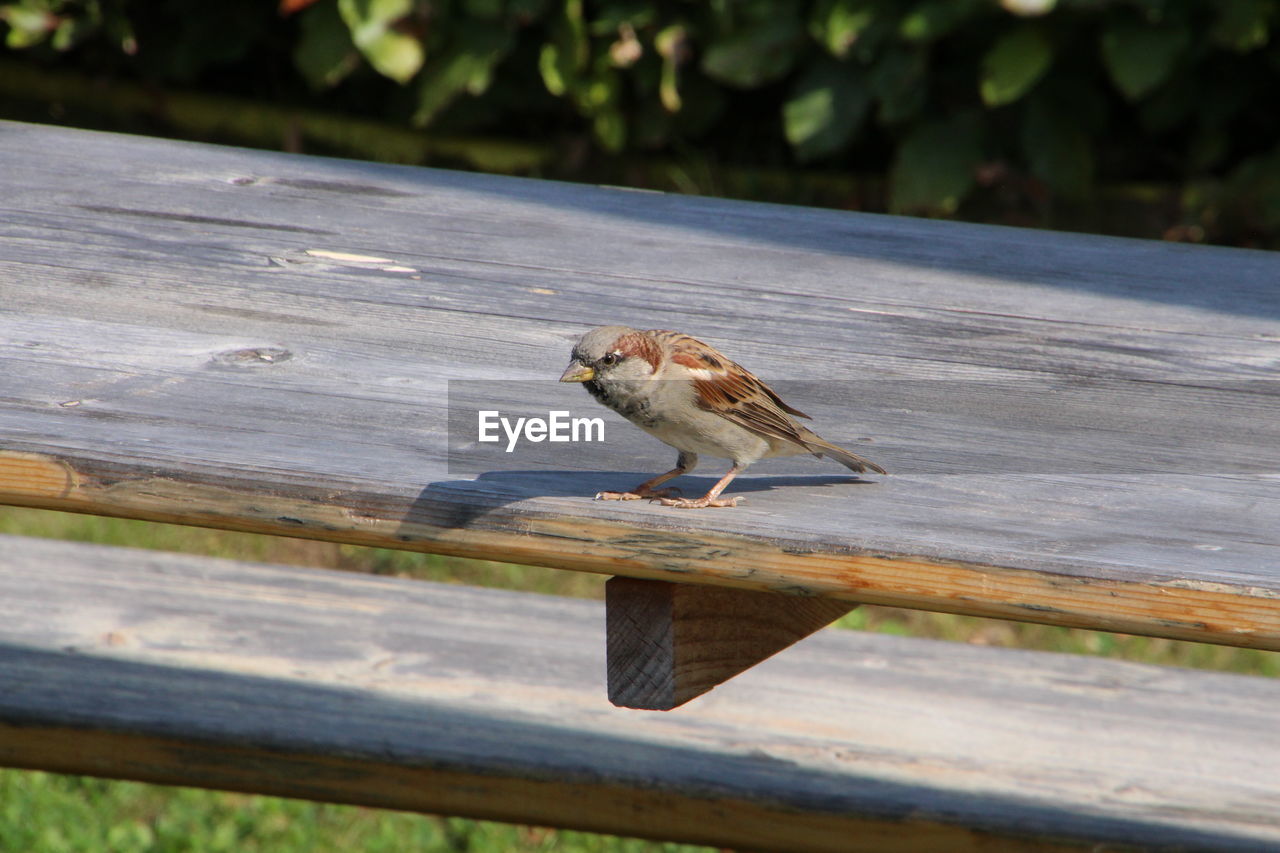 Sparrow on wooden railing