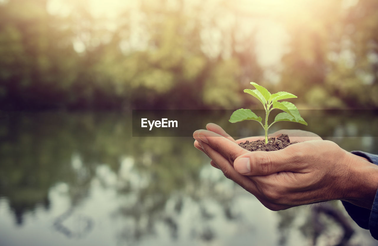 CLOSE-UP OF PERSON HOLDING SMALL PLANT