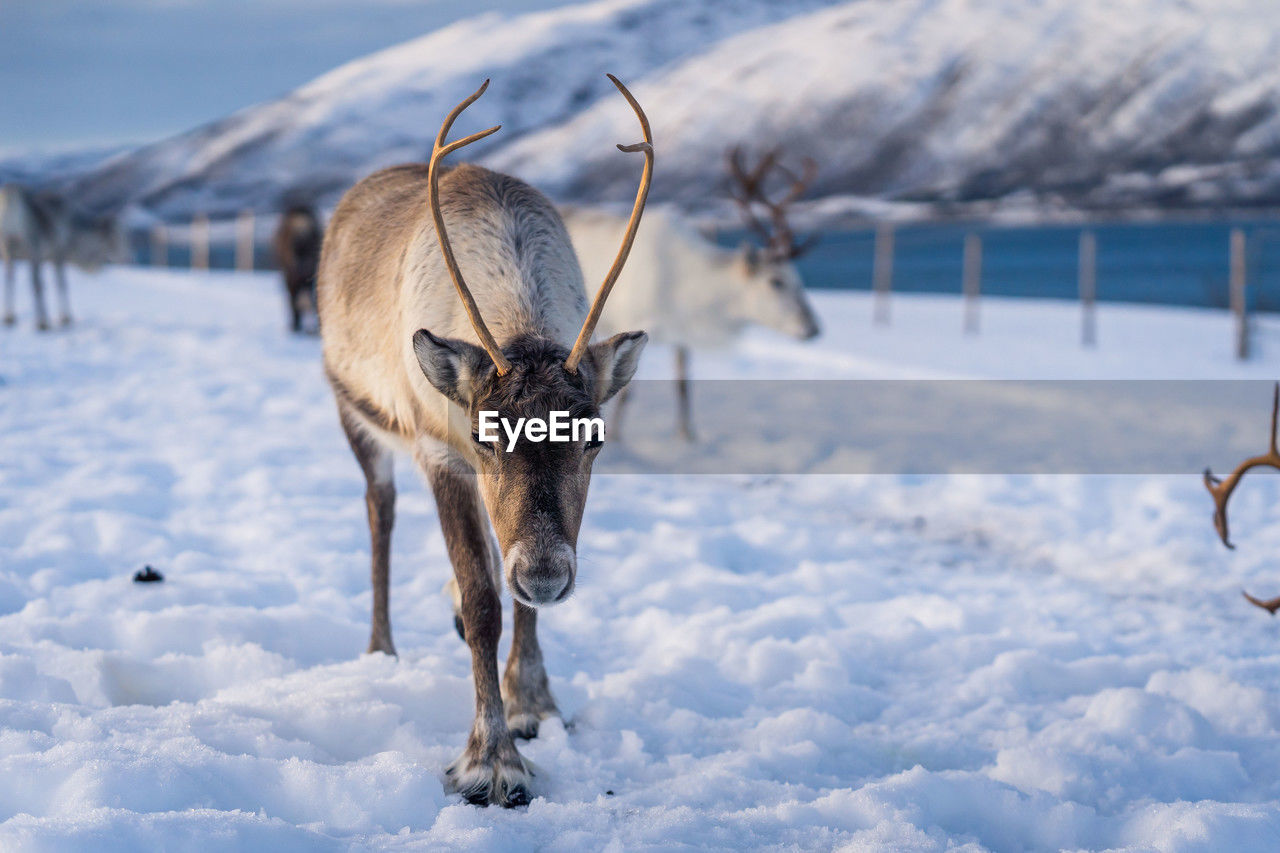 snow, winter, cold temperature, animal, animal themes, mammal, animal wildlife, deer, nature, reindeer, wildlife, environment, one animal, landscape, beauty in nature, no people, scenics - nature, antler, domestic animals, outdoors, frozen, mountain, land, white, day, ice