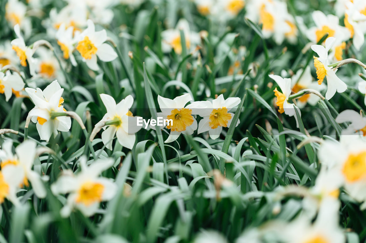 Close-up of yellow flowering plants on field