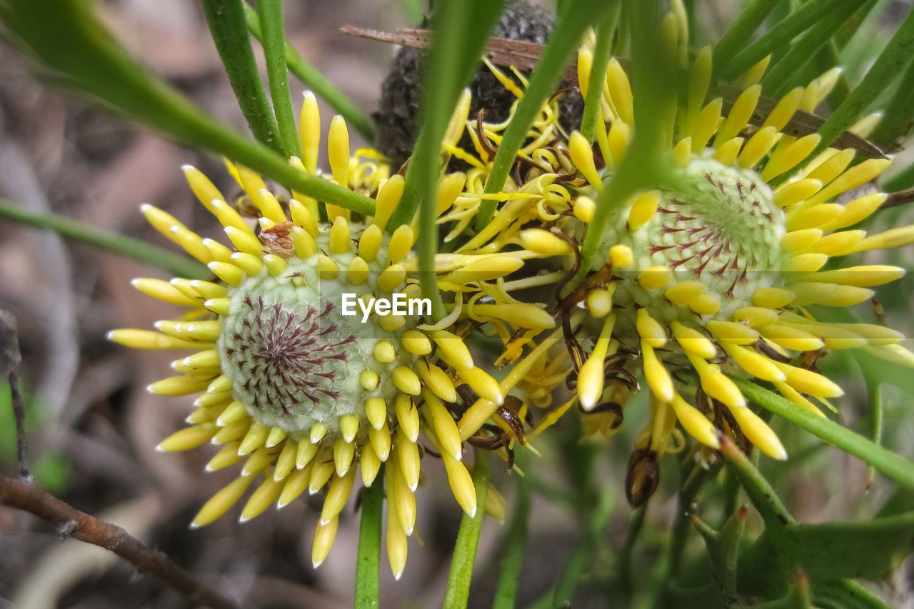 Close-up of yellow flowering plant