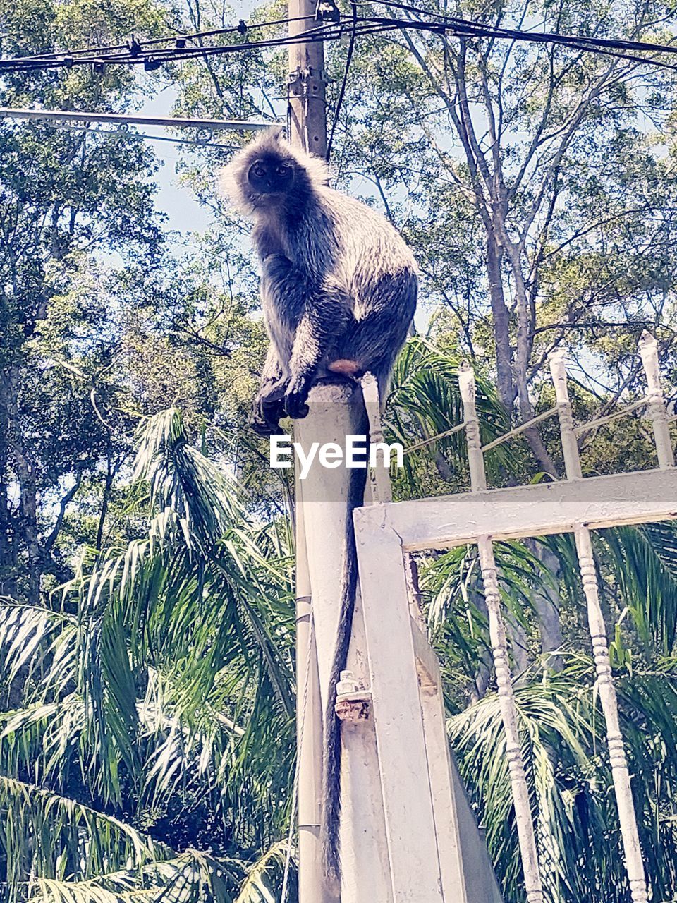 LOW ANGLE VIEW OF MONKEYS ON WOODEN POST