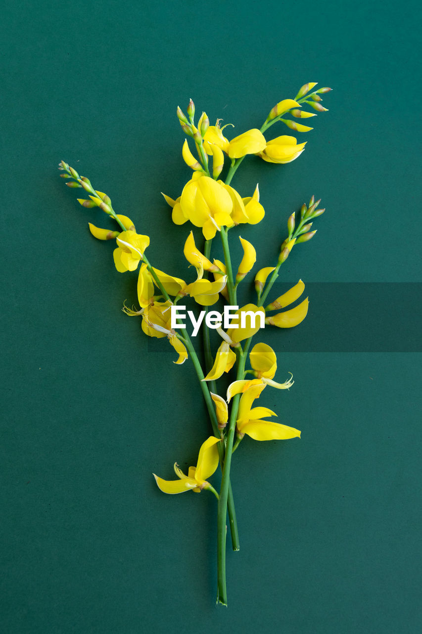 CLOSE-UP OF YELLOW FLOWERING PLANT OVER BLUE BACKGROUND