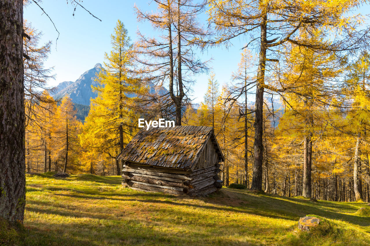 Trees in forest during autumn