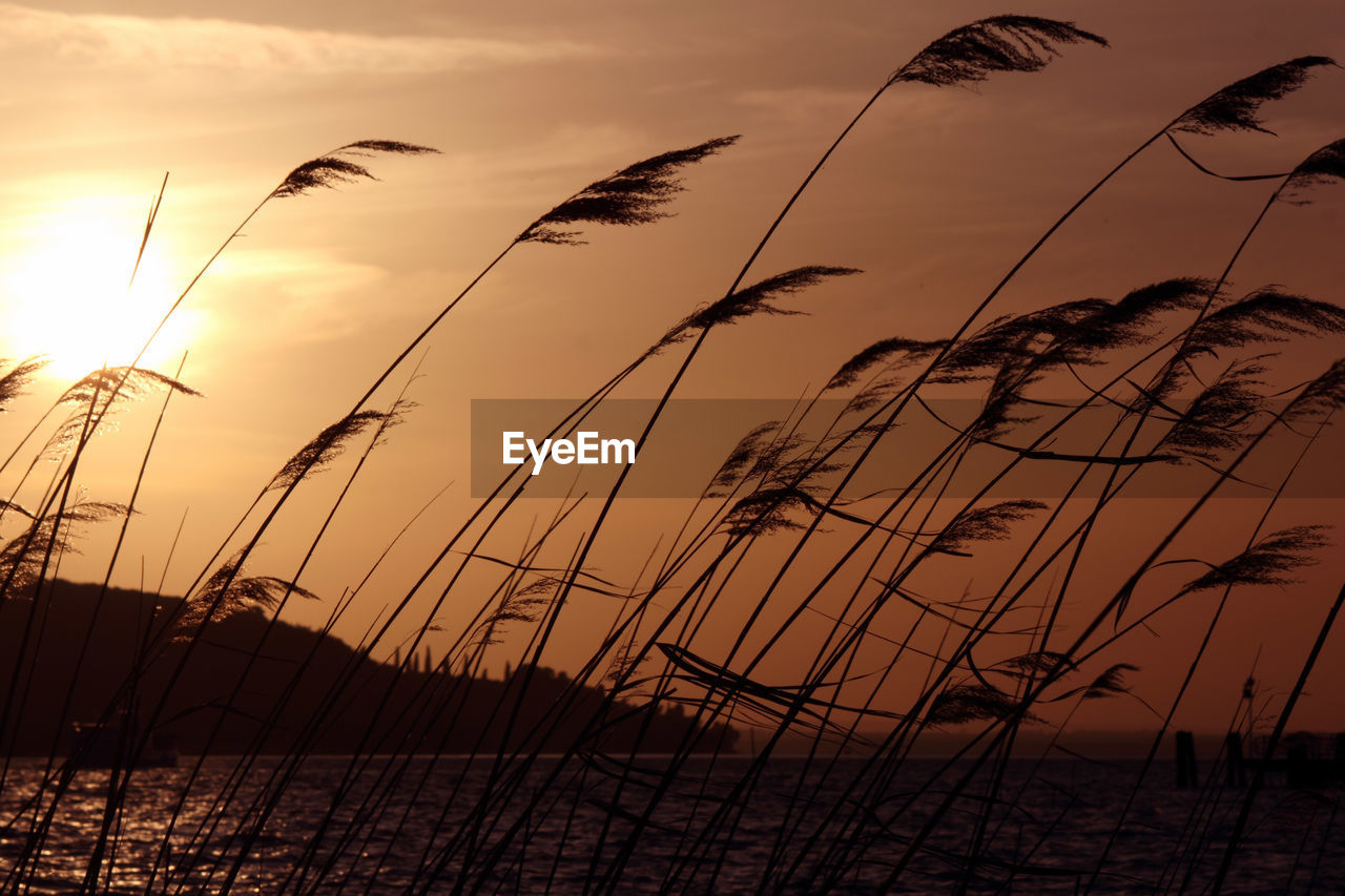 Silhouette plants on beach against sky during sunset