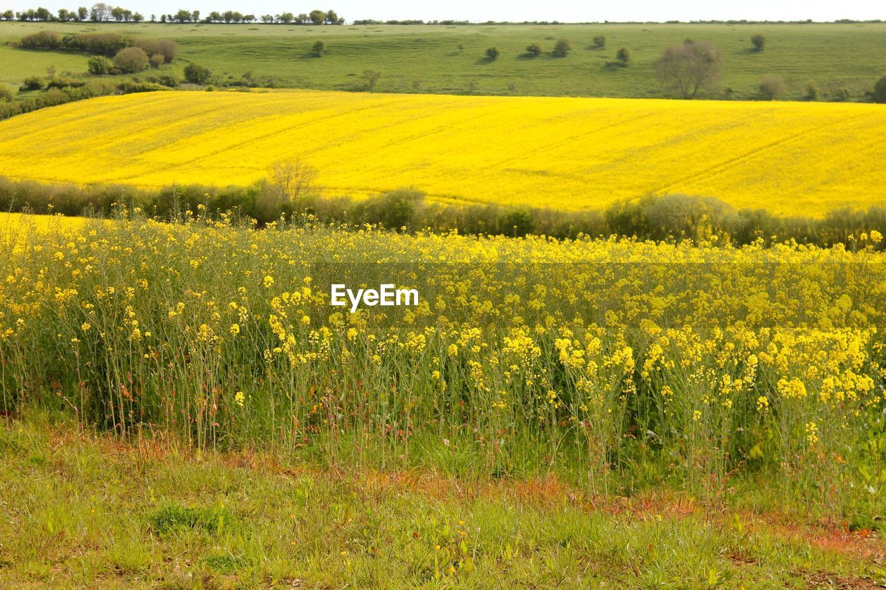 SCENIC VIEW OF FIELD AGAINST YELLOW FLOWERS