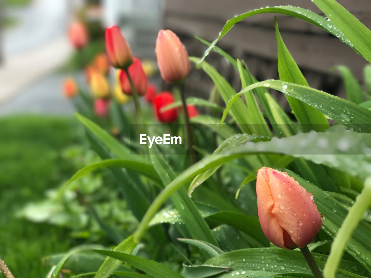 Close-up of wet red flowering plant