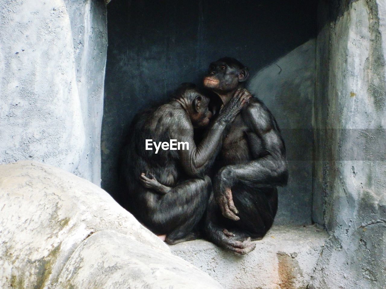 Bonobos sitting in niche at zoo