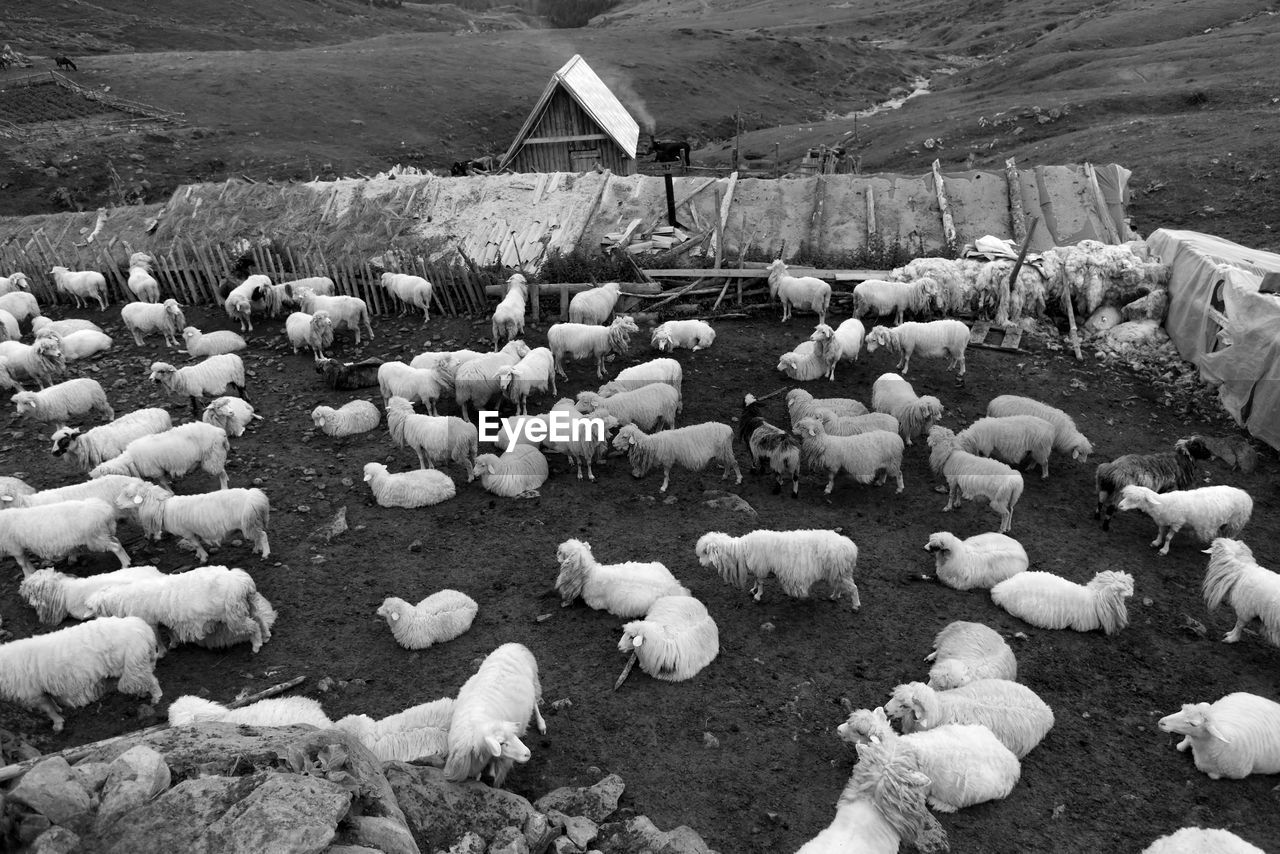 Sheep on field in black and white
