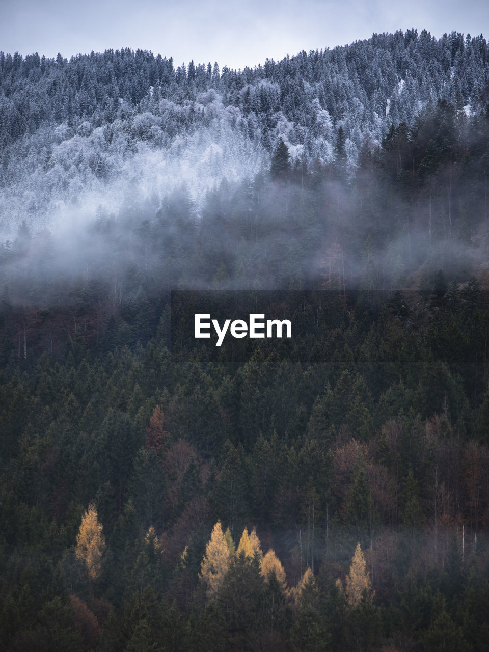 Scenic view of fall trees and snowcapped mountains