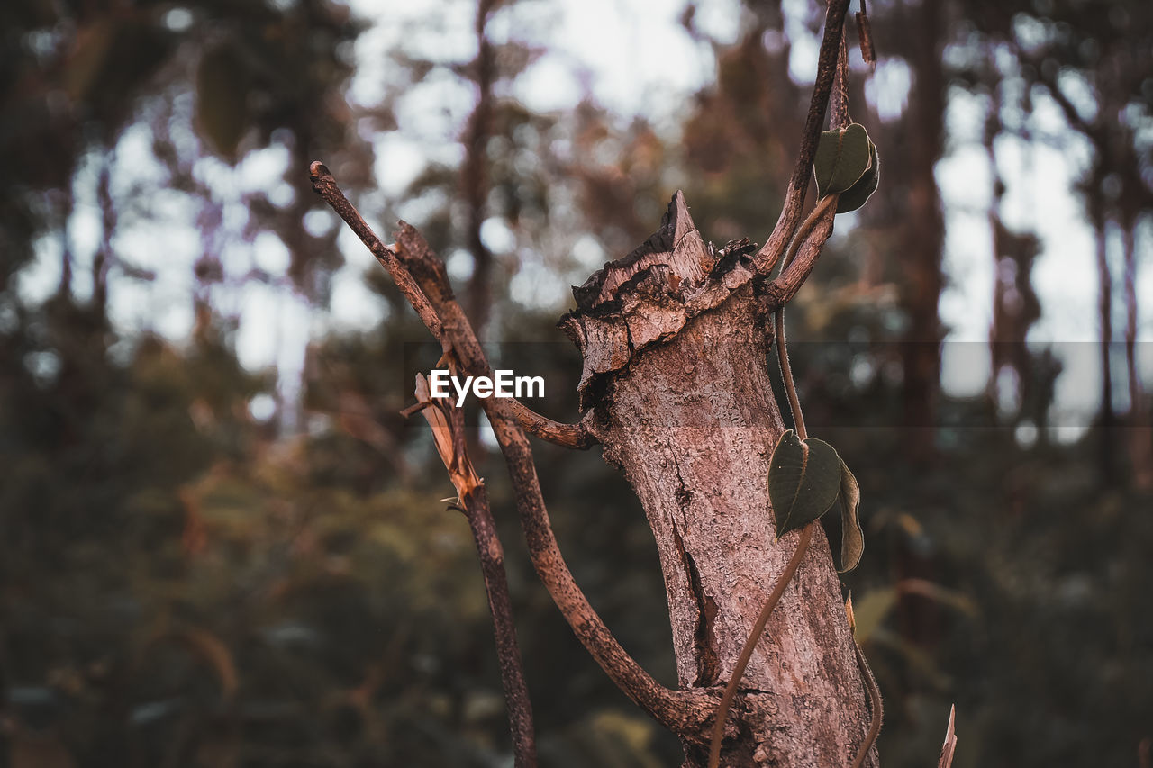 CLOSE-UP OF DRIED PLANT ON TREE