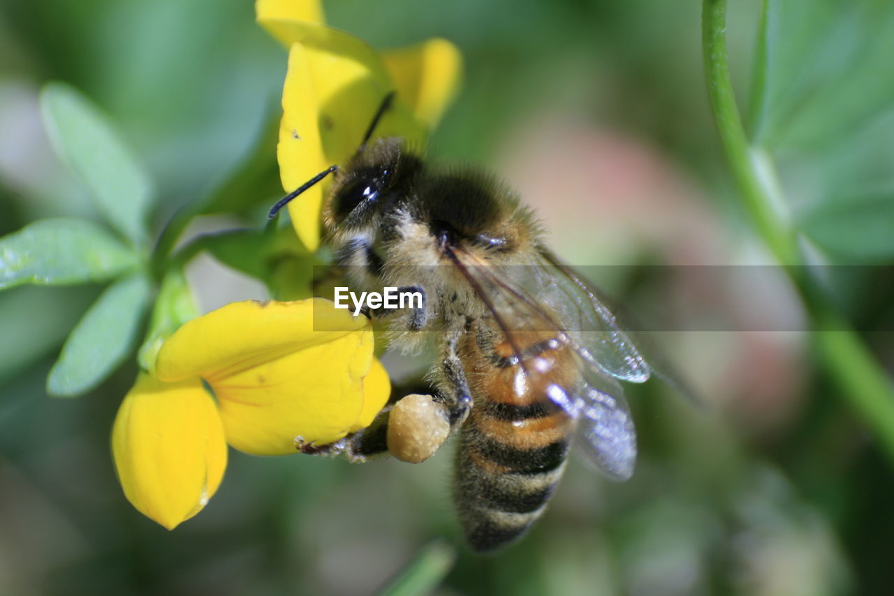 CLOSE-UP OF BEE ON FLOWER