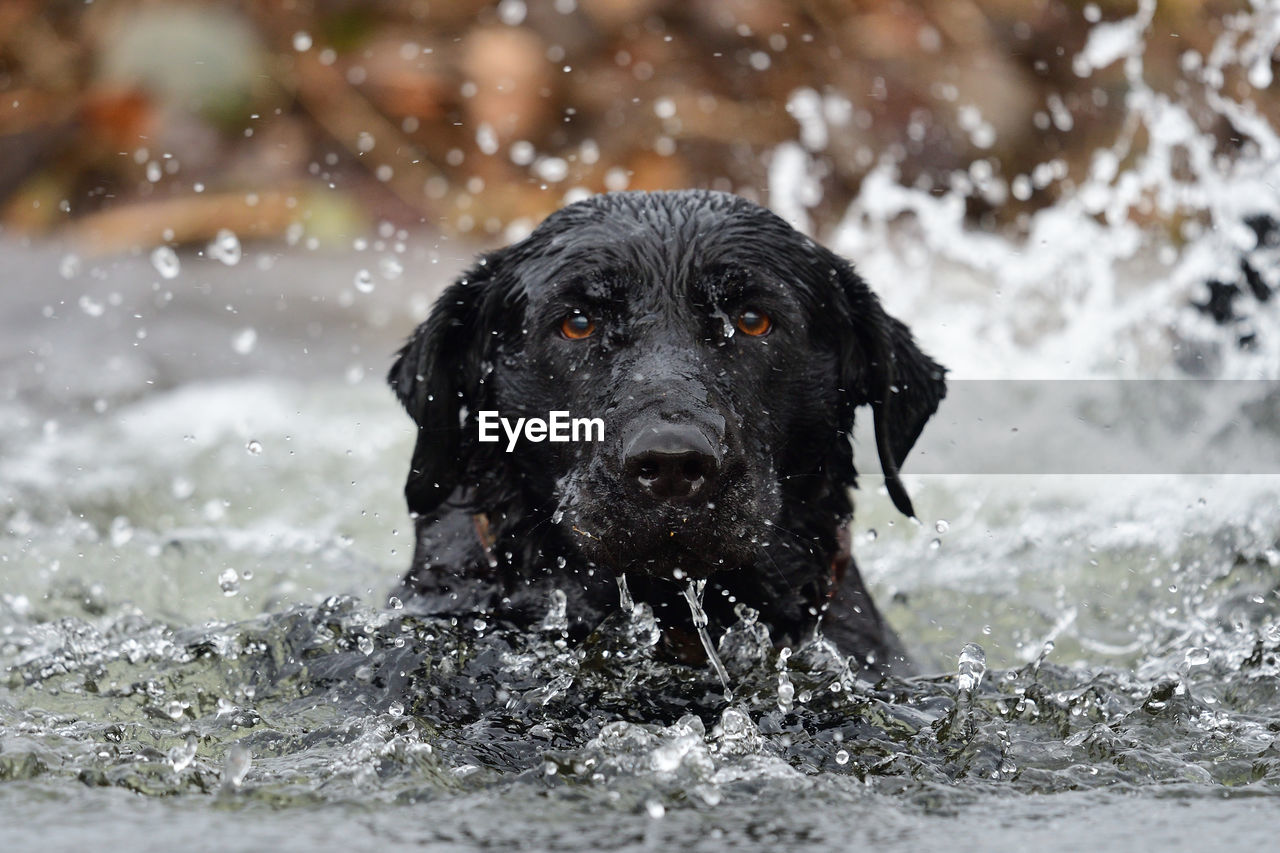 Close-up of a black labrador retriever swimming in the water 