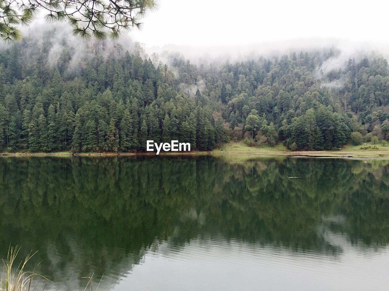 View of lake in forest