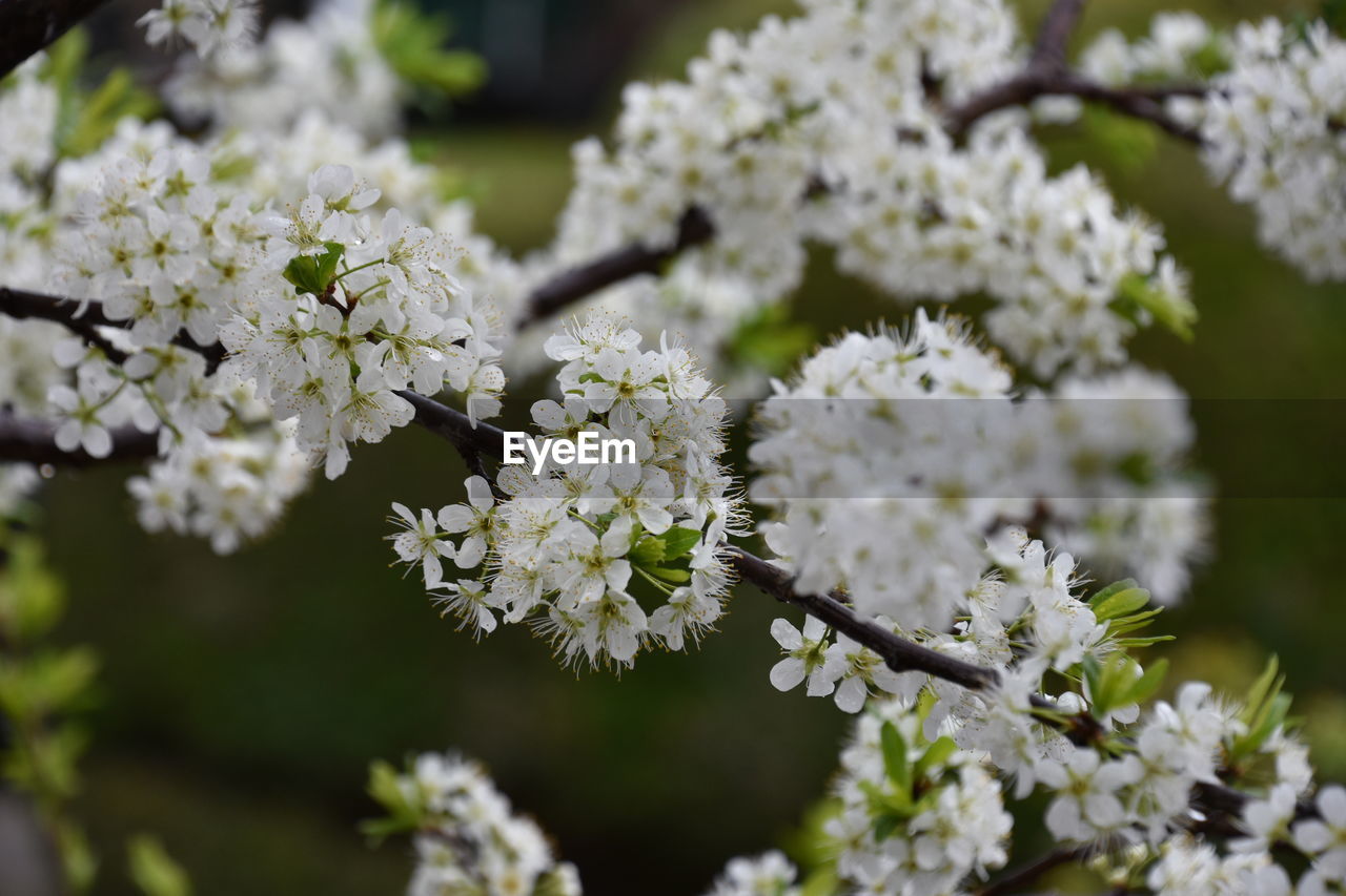 CLOSE-UP OF WHITE CHERRY BLOSSOM