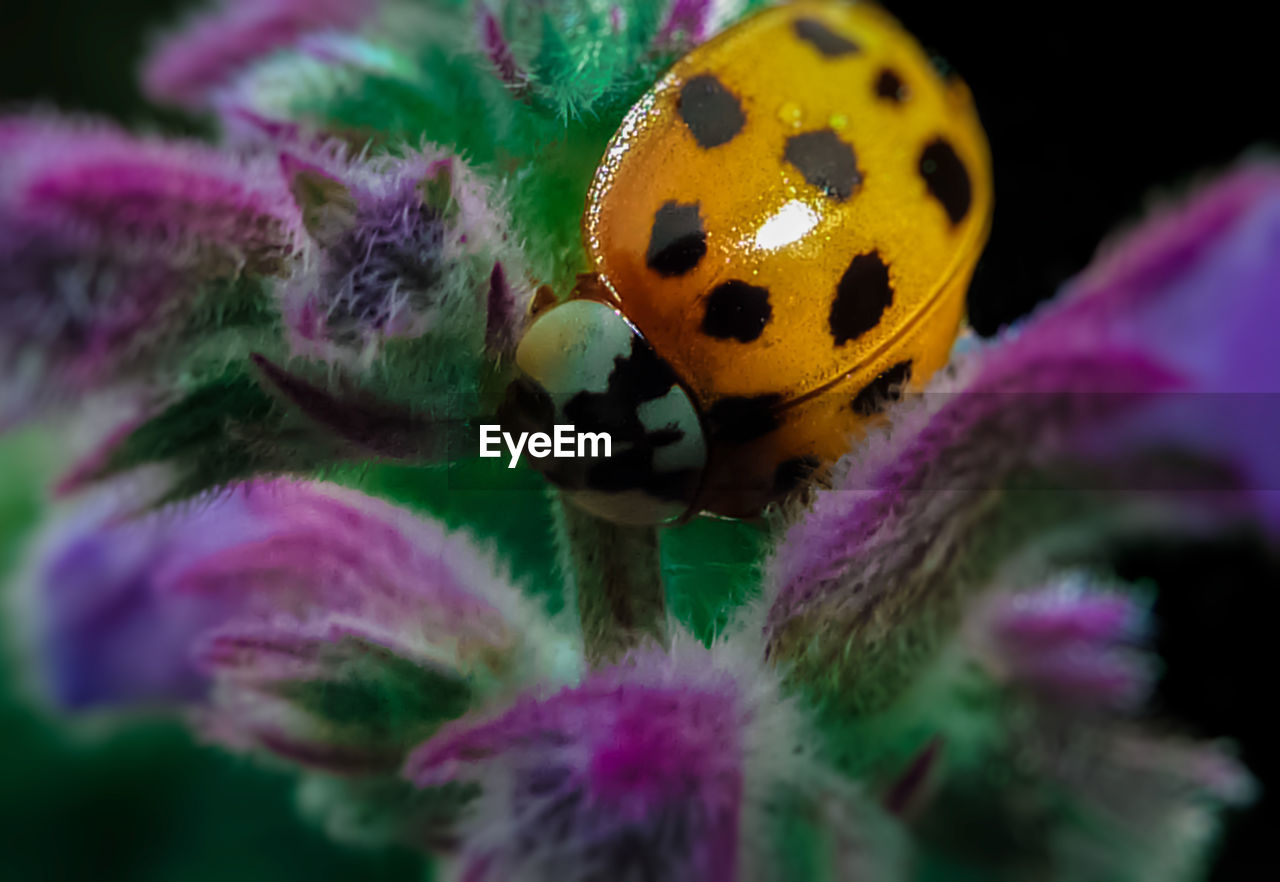 EXTREME CLOSE-UP OF COLORFUL FLOWERS