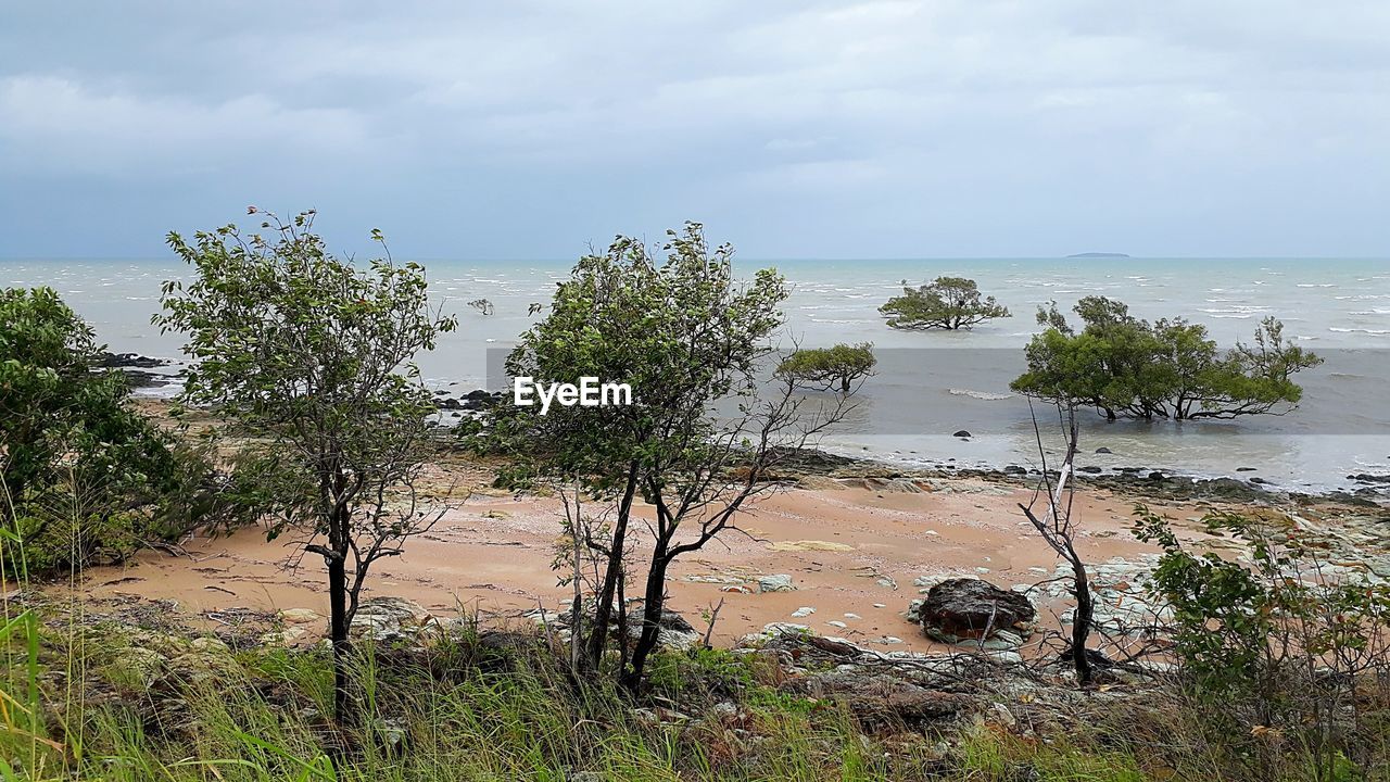 PLANTS GROWING ON LAND AGAINST SEA