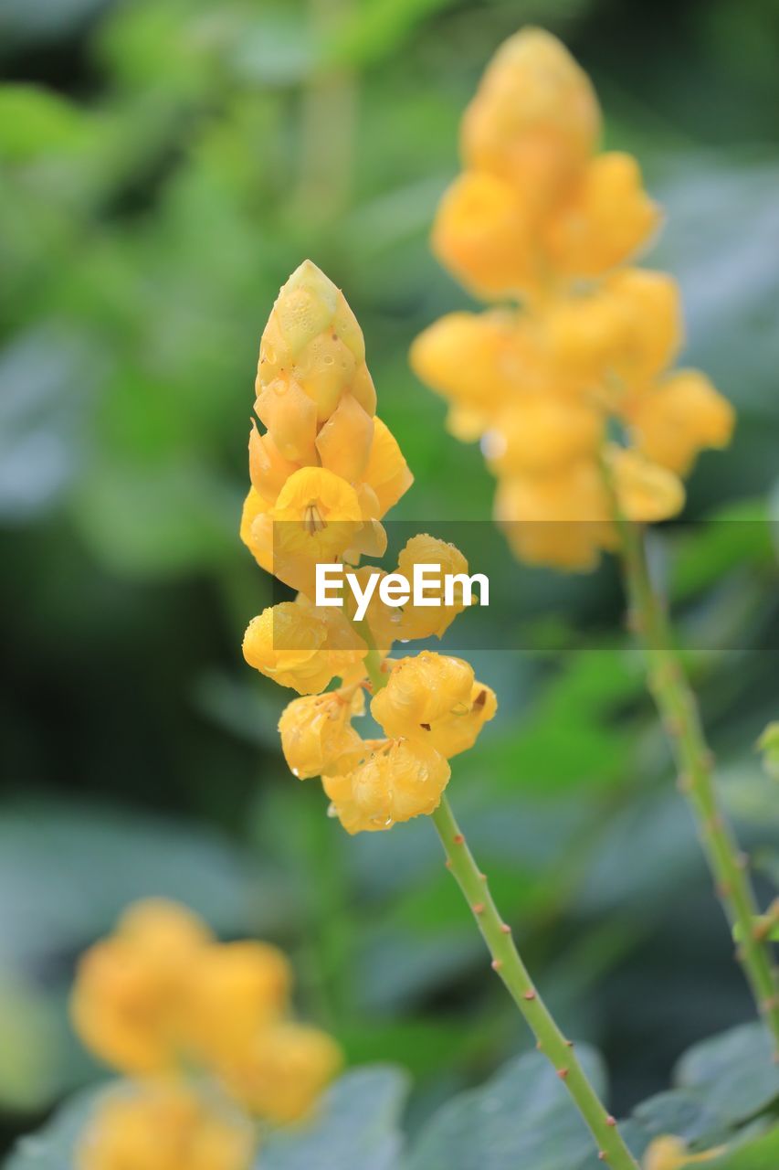 CLOSE-UP OF YELLOW FLOWERING PLANTS ON FIELD