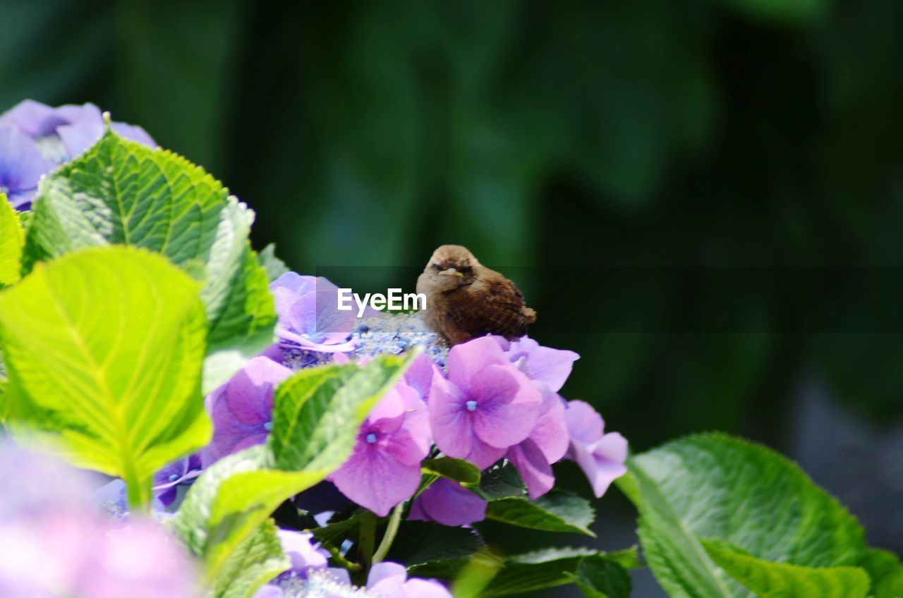 CLOSE-UP OF HONEY BEE ON PURPLE FLOWER