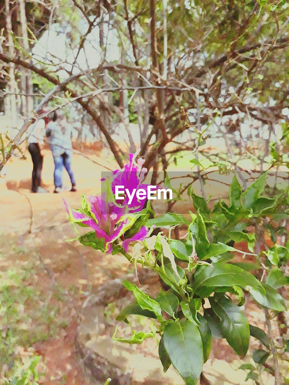 CLOSE-UP OF FLOWER TREE