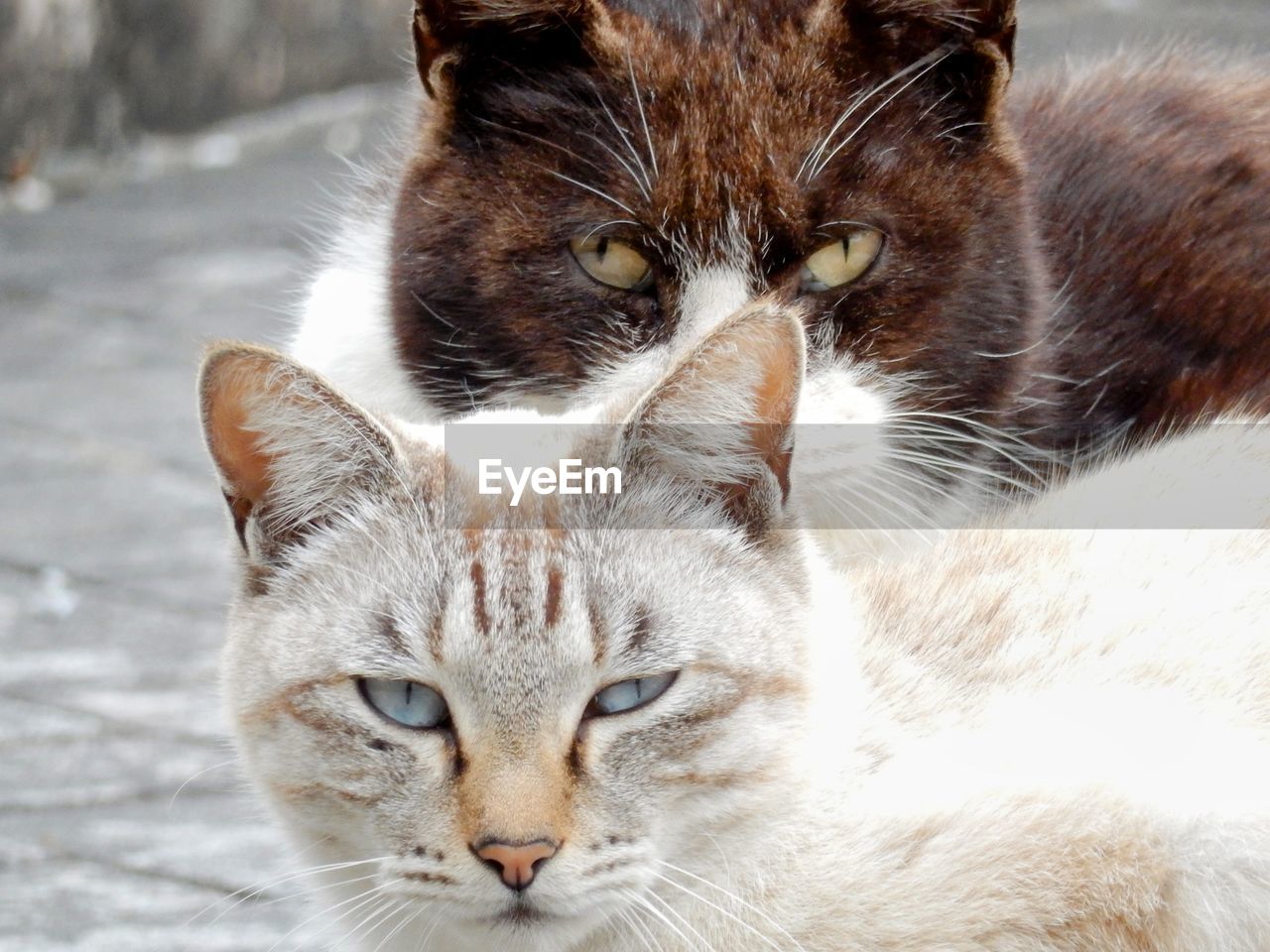 Close-up portrait of a cat