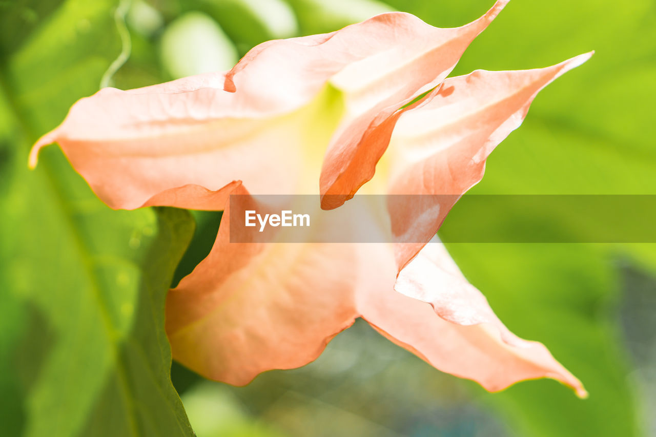 CLOSE-UP OF DAY LILY