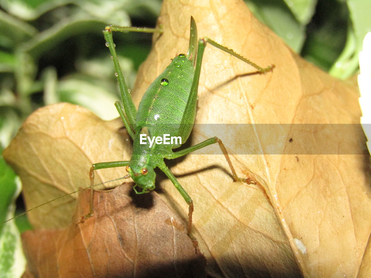 CLOSE-UP OF GRASSHOPPER