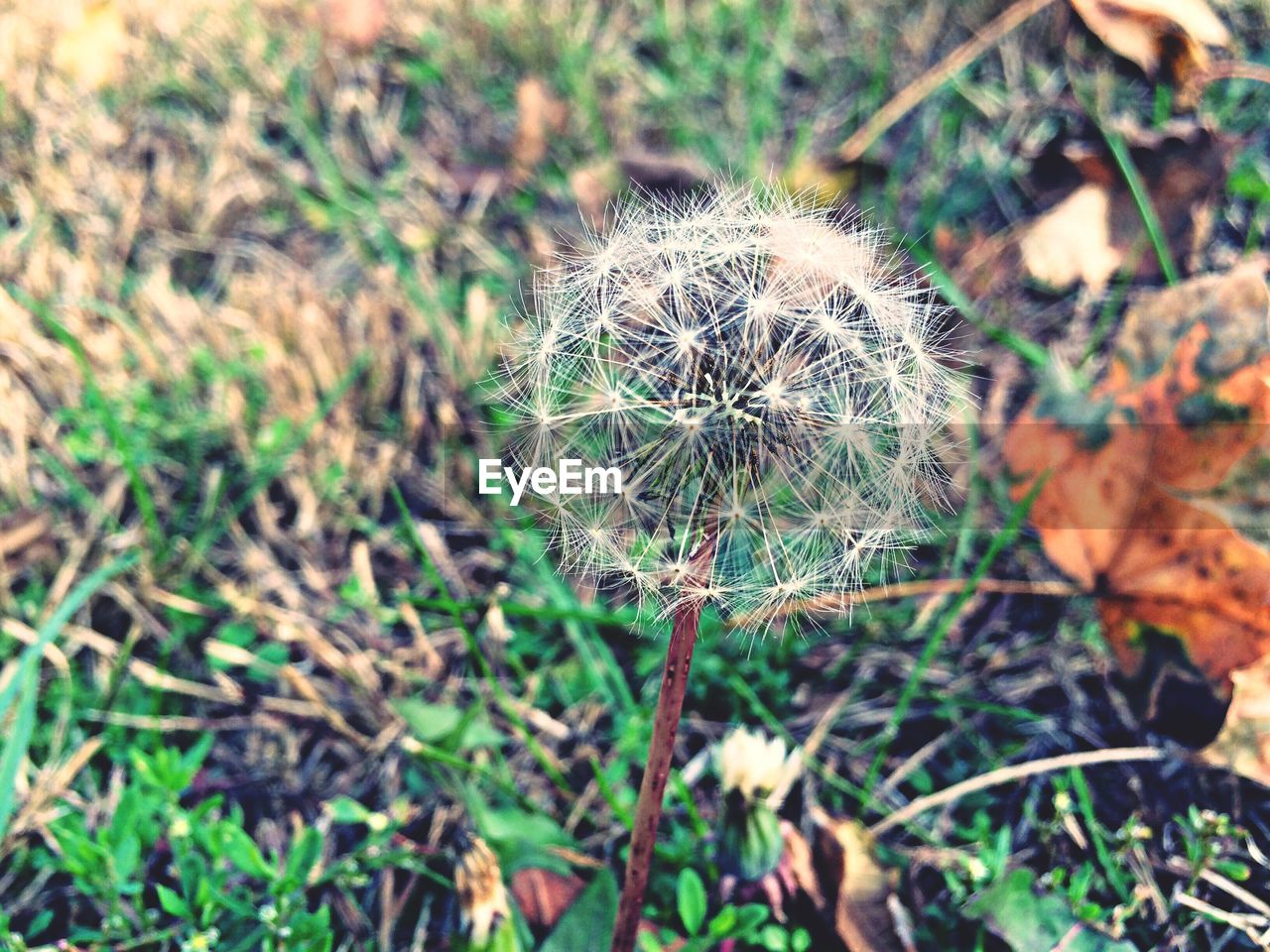 Dandelion on grass
