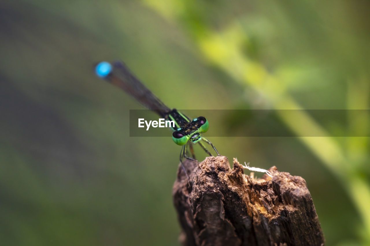 Macro photo of a colorful damselfly resting on a twig photo was taken in northern israel