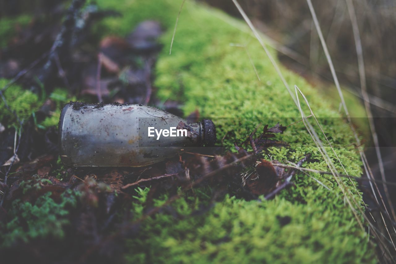 Close-up of bottle on moss