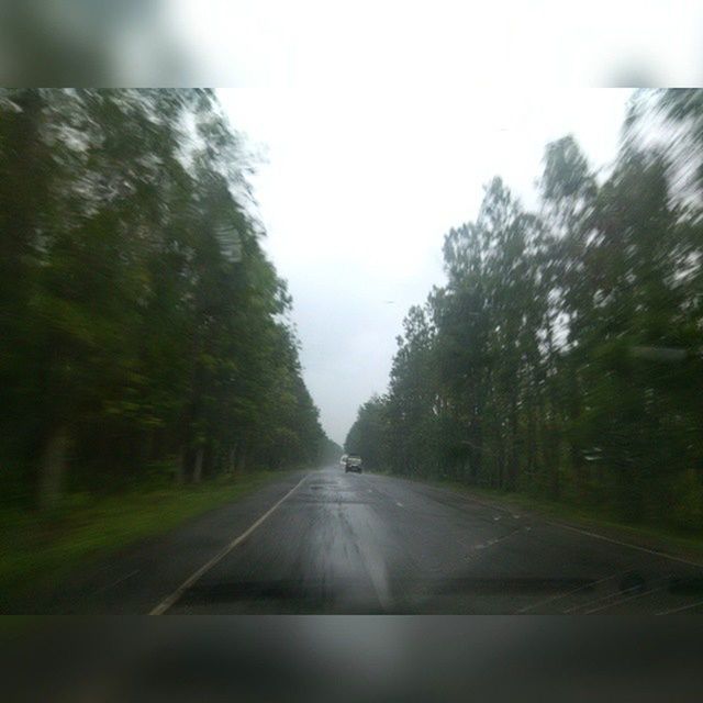 ROAD PASSING THROUGH TREES