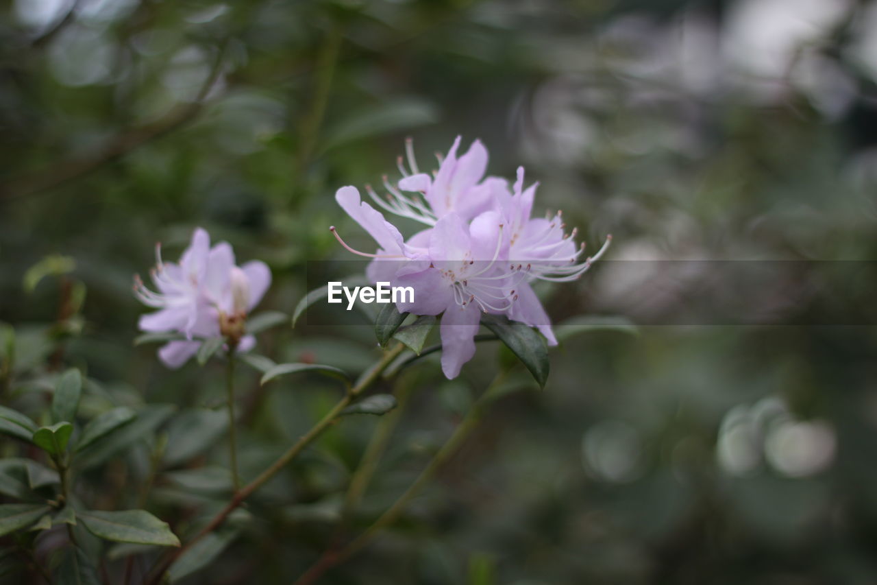 CLOSE-UP OF PURPLE FLOWER IN PARK