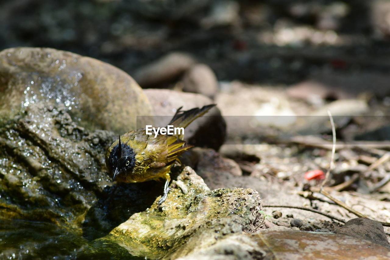 wildlife, nature, animal, animal themes, animal wildlife, macro photography, close-up, one animal, no people, leaf, outdoors, day, land