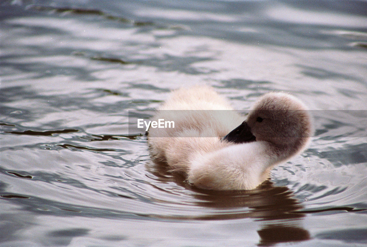 Cygnet swimming in pond