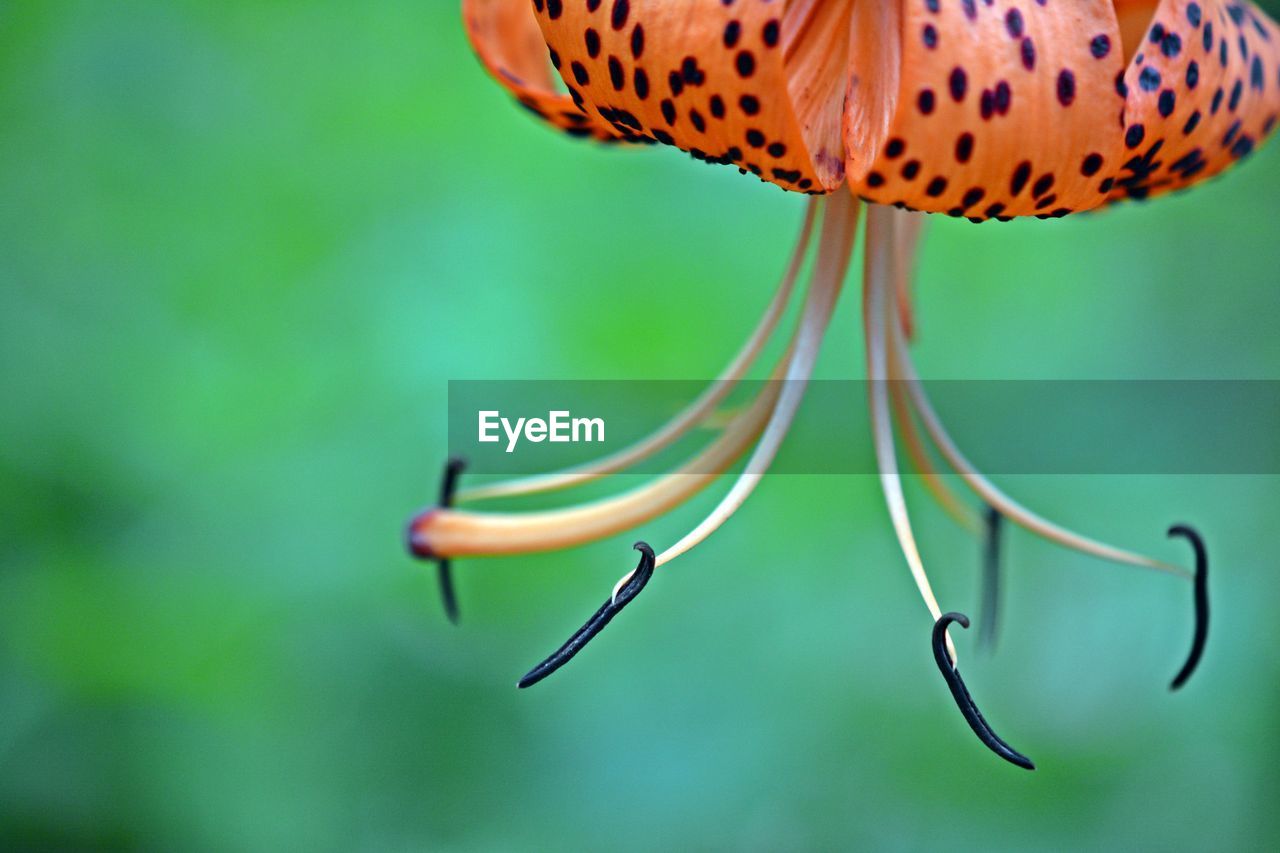 Close-up of tiger lily