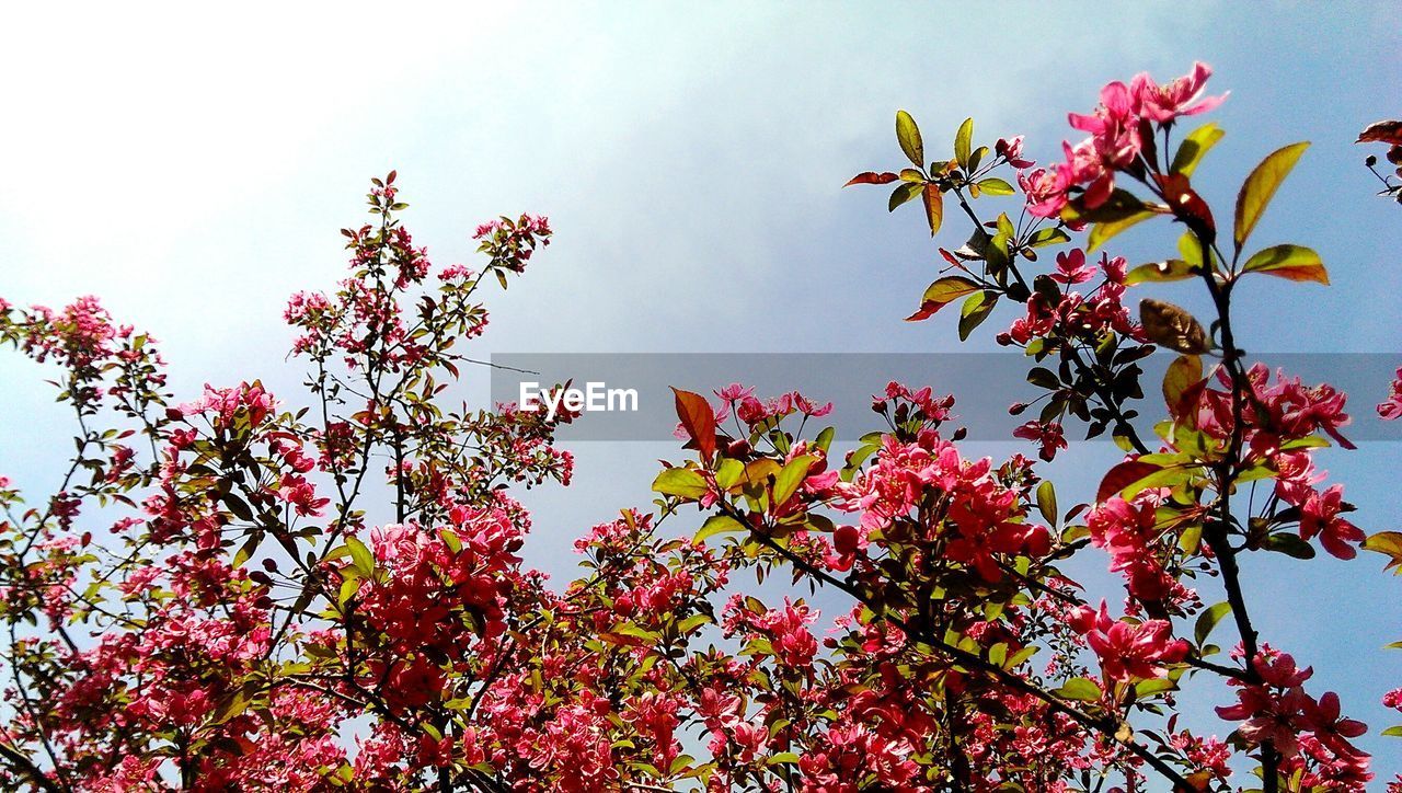 LOW ANGLE VIEW OF PINK FLOWERS ON TREE