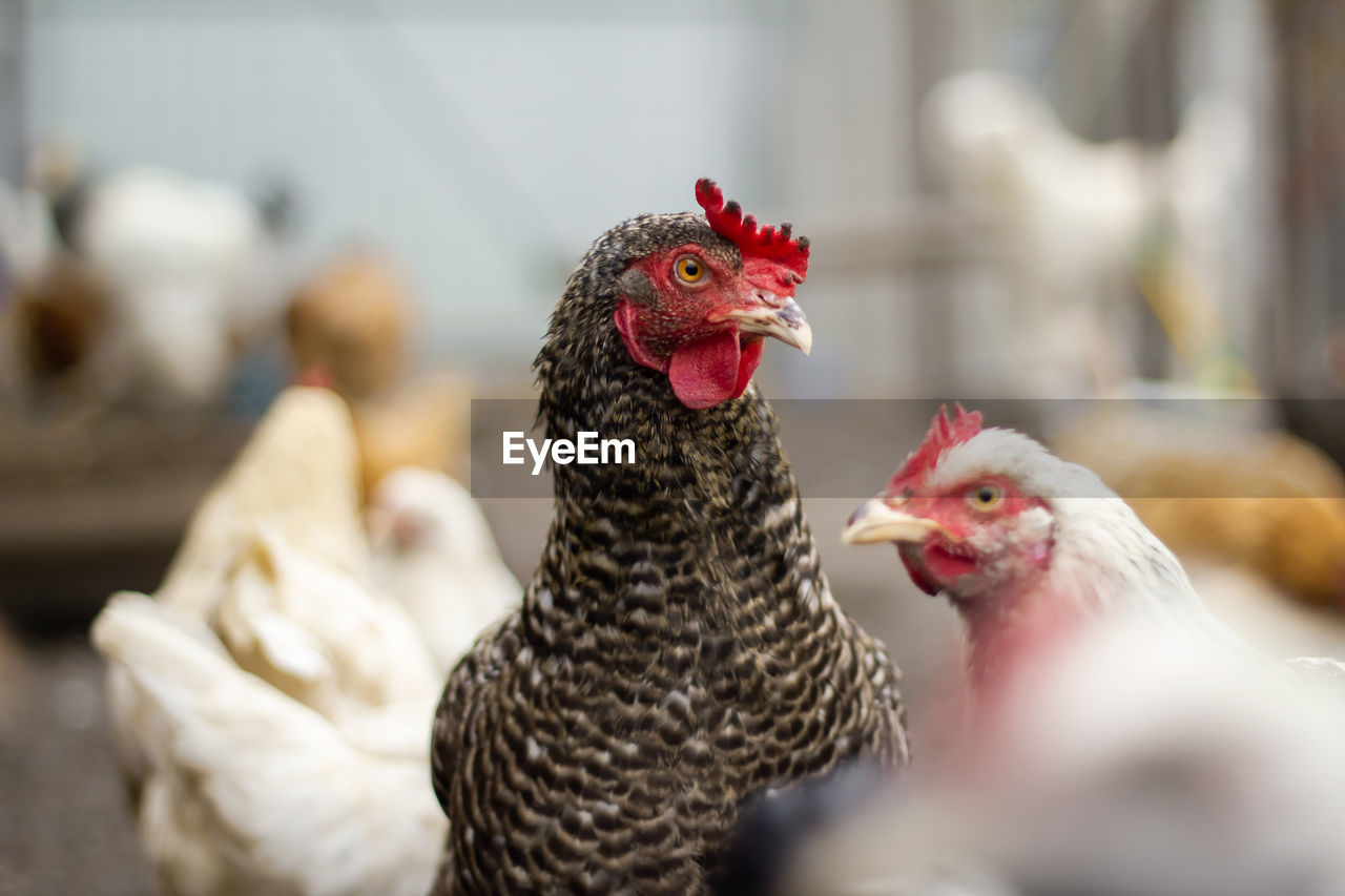 A pockmarked chicken in close-up, looking into the distance.