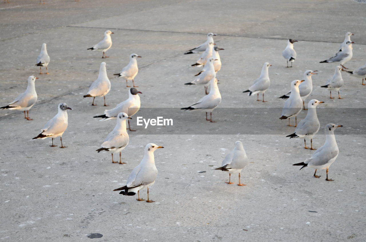 High angle view of seagulls on beach