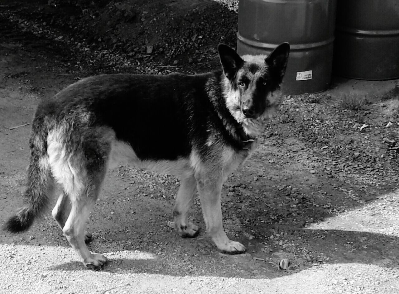 Dog standing on field