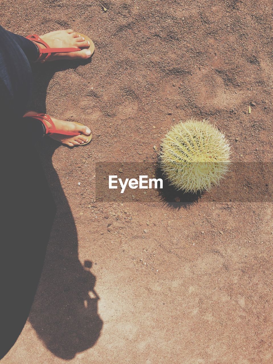 Low section of person standing by barrel cactus on field