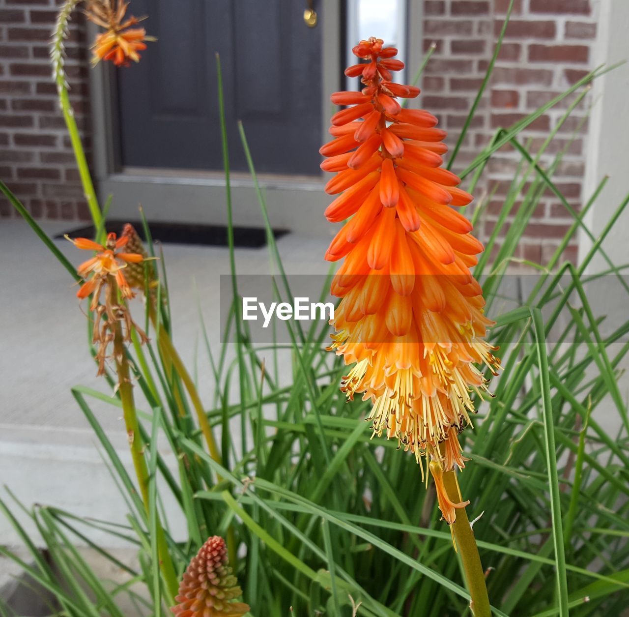 Close-up of orange flowers blooming outdoors