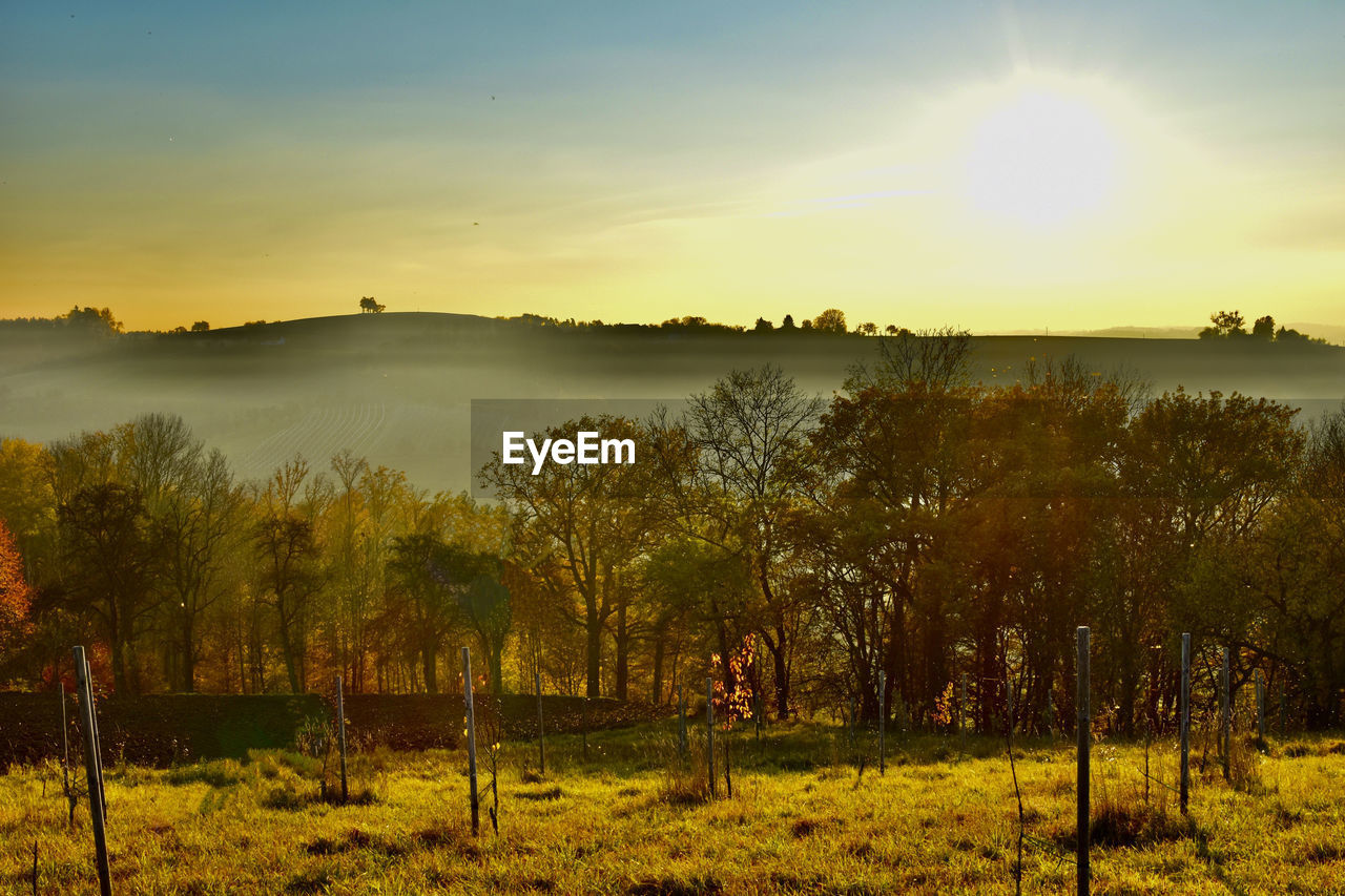 morning, sky, nature, plant, beauty in nature, landscape, scenics - nature, environment, tree, sunlight, tranquility, sunrise, sun, land, tranquil scene, dawn, field, horizon, no people, rural area, grass, rural scene, hill, non-urban scene, cloud, idyllic, autumn, sunbeam, water, outdoors, yellow, agriculture, growth, natural environment, leaf, reflection, fog