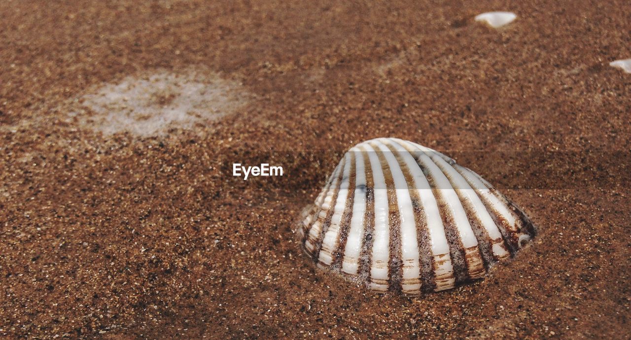 High angle view of seashell on sand at beach