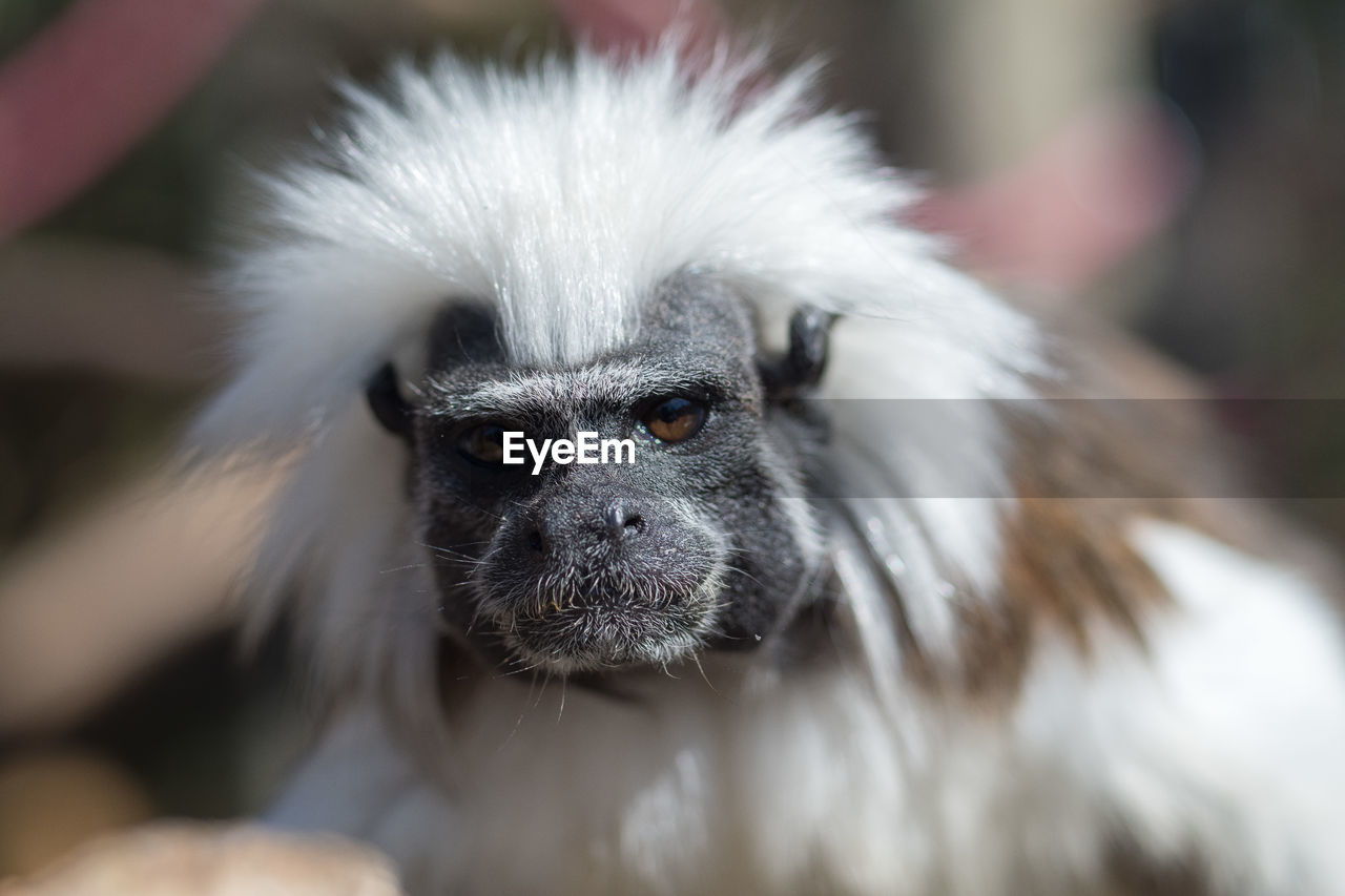 CLOSE-UP PORTRAIT OF A ANIMAL