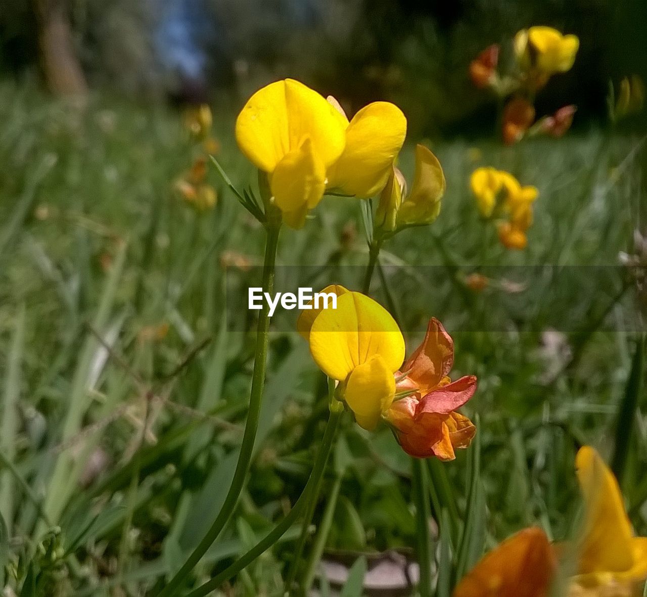 CLOSE-UP OF YELLOW FLOWERS IN GARDEN